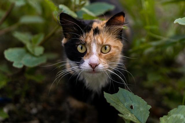 Jak začlenit Karma Jogu do každodenních činností