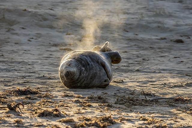 Seals⁤ trénink: Úvod⁤ do⁤ světa elitních vojáků