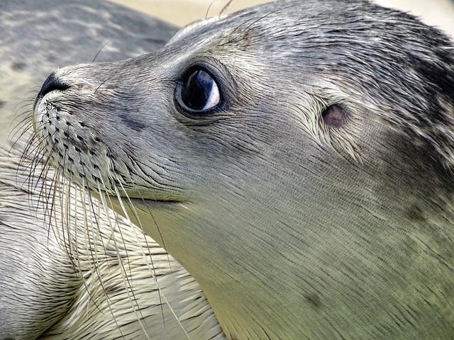 Seals trénink: Jak se připravit jako elitní voják