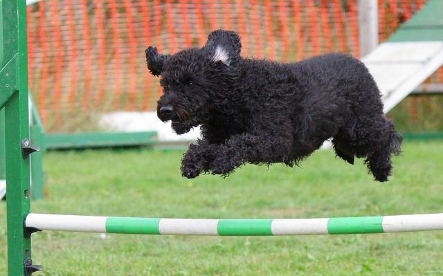 Jak zařadit agility trénink do vašeho fitness plánu