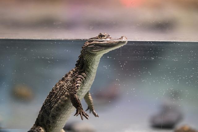 Jak Krokodýl ovlivňuje vaši mysl a tělo