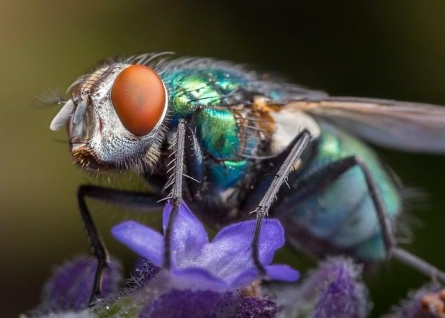 Časté mýty o fly józe vyvrácené odborníky
