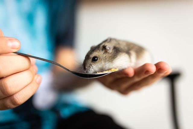 Bezpečnostní aspekty používání jogging ballu pro křečky